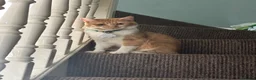 Mixed Breed cats for sale: Beautiful Exotic shorthair mix kittens  - Advert 10