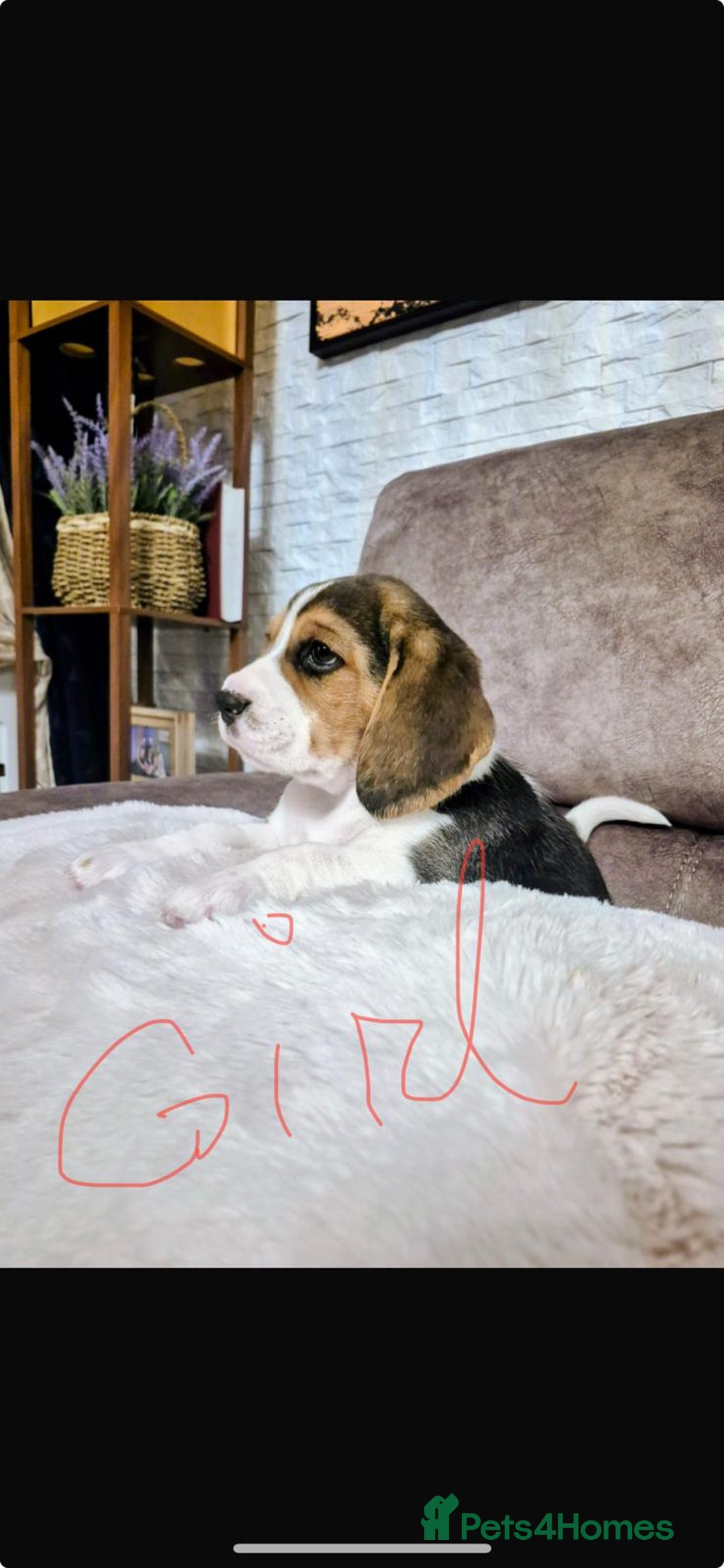 Beagle dogs for sale: Gorgeous tricolor beagles puppy - Advert 8