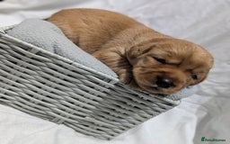 Cockerdor dogs for sale: YorkieCockerDor pups looking for forever homes  - Image 19