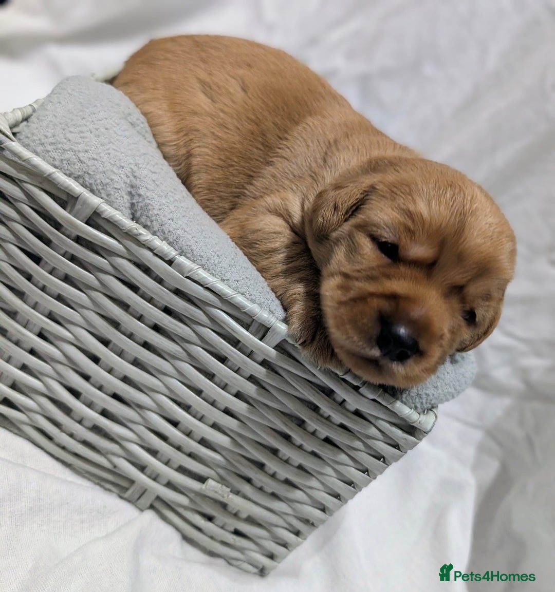 Cockerdor dogs for sale: YorkieCockerDor pups looking for forever homes  - Image 19