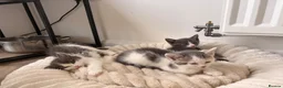 Mixed Breed cats for sale: Beautiful White and grey tabby kittens for sale  in Hailsham - Advert 4