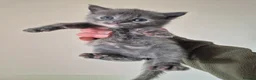 Mixed Breed cats for sale: Three female kittens - Advert 7