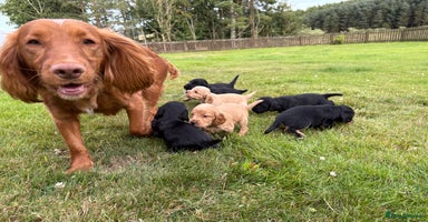 Cocker Spaniel dogs - Advert 2