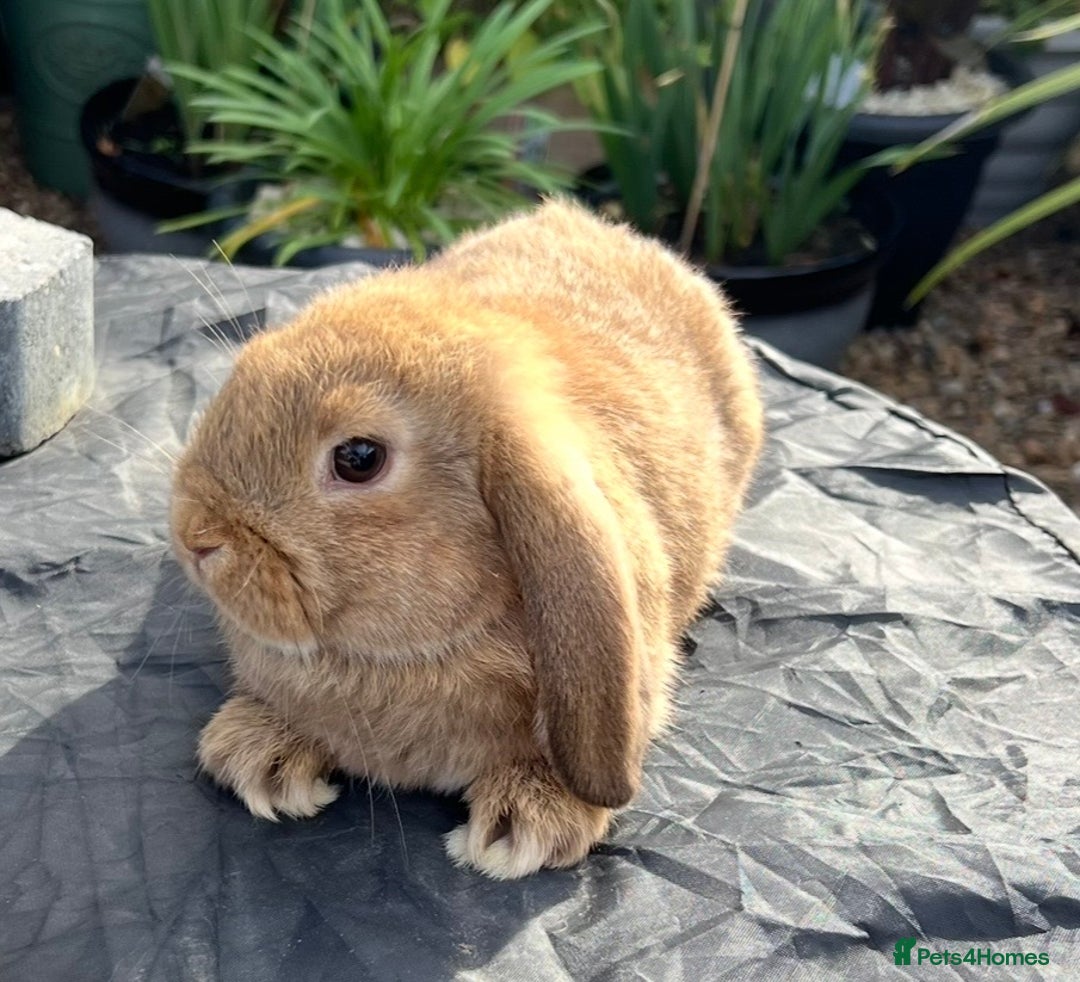 Mini Lop rabbits for sale: Mini lops , LionHead. READY NOW! 13th  - Image 16