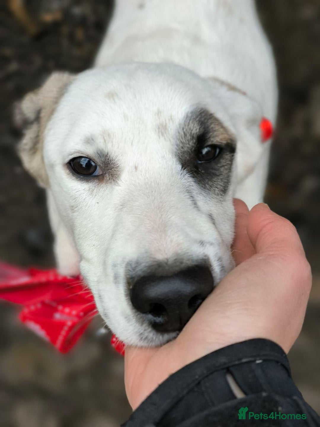 Mixed Breed dogs for adoption: 💖🐶 PLIAMKA 🐶💖 - Advert 3