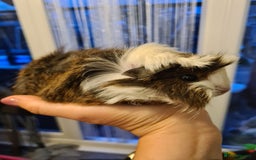 Guinea Pig rodents for sale: Purebred Peruvian baby girl  - Image 3