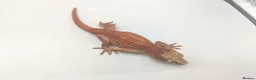 Gecko reptiles for sale: Proven breeder Red striped gargoyle gecko - Advert 11