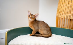 Abyssinian cats for sale: One of the Kind Abyssinian Girl-Champions Pedigree - Image 6