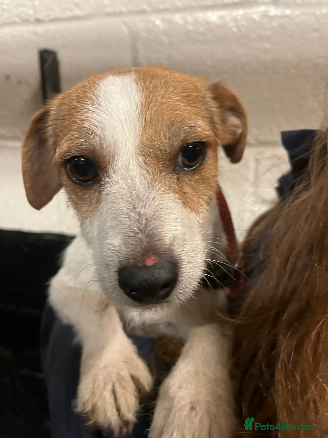 Jack Russell dogs for sale: Gorgeous Jack Russell puppies  - Advert 2