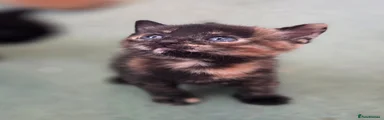 Grogu