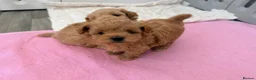 Maltipoo dogs for sale: 4 small and adorable puppies 🧸 - Advert 7