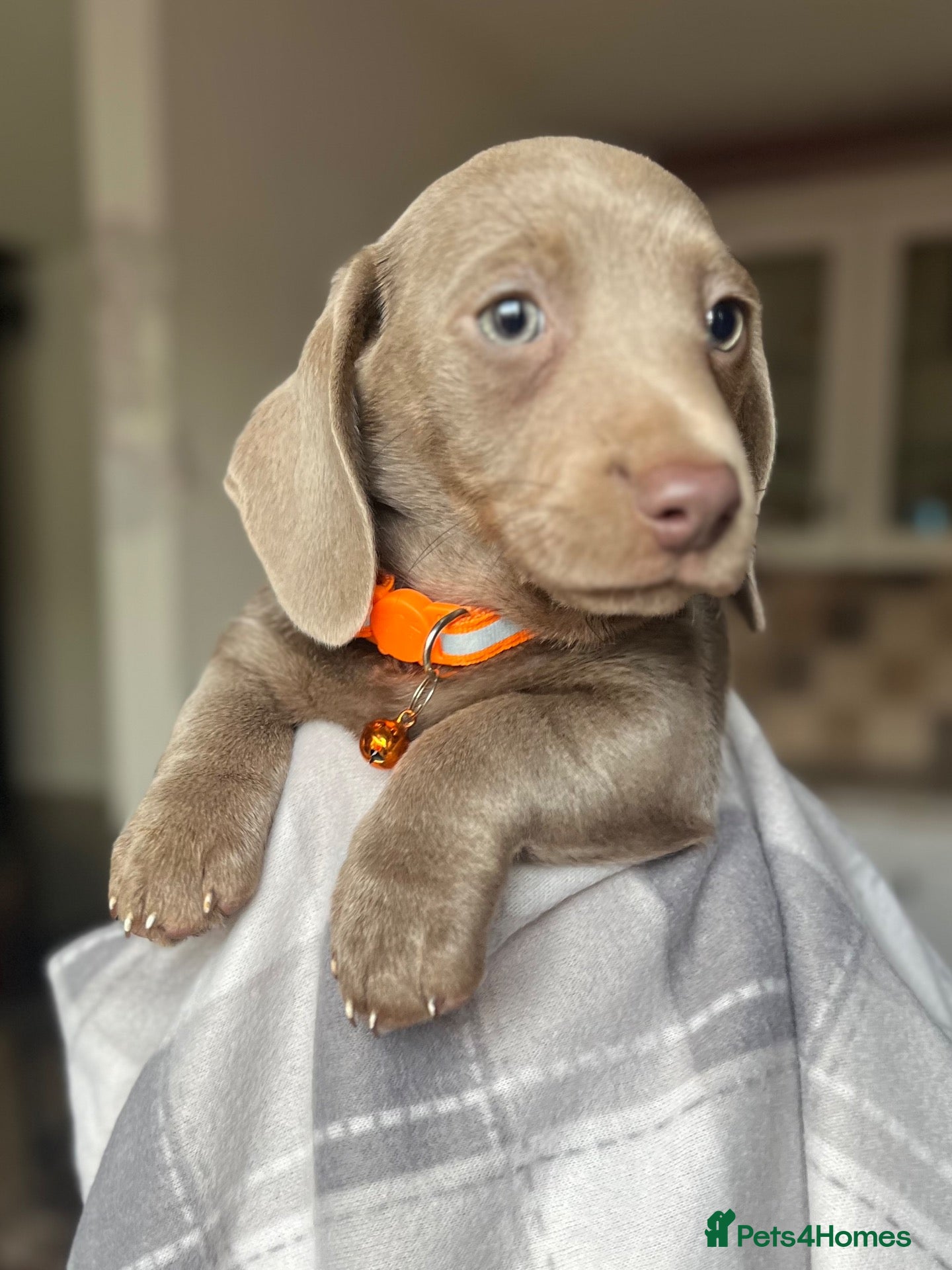 Dachshund dogs Beautiful dachshunds puppies  - Advert 13
