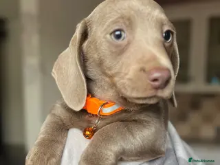 Dachshund dogs Beautiful dachshunds puppies - Advert 13