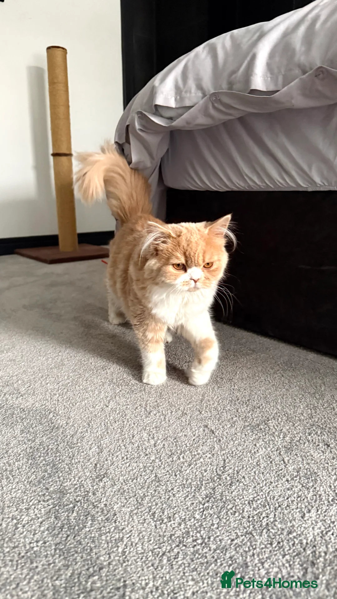 Scottish Fold cats for sale: Scottish fold  - Advert 2