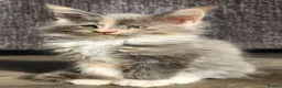 Maine Coon cats for sale: 6 Maine Coon kittens for sale  - Advert 22