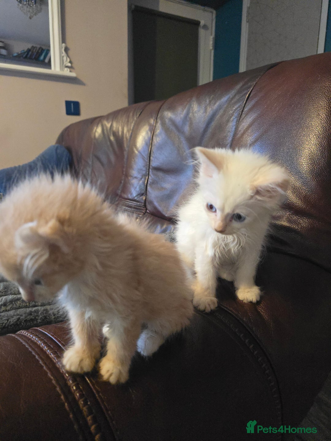 Mixed Breed cats for sale: Beautiful boy and girl  - Advert 13