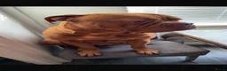 Dogue De Bordeaux dogs for sale: 2 Year Old DogueDeBordeaux  in Prescot - Advert 6