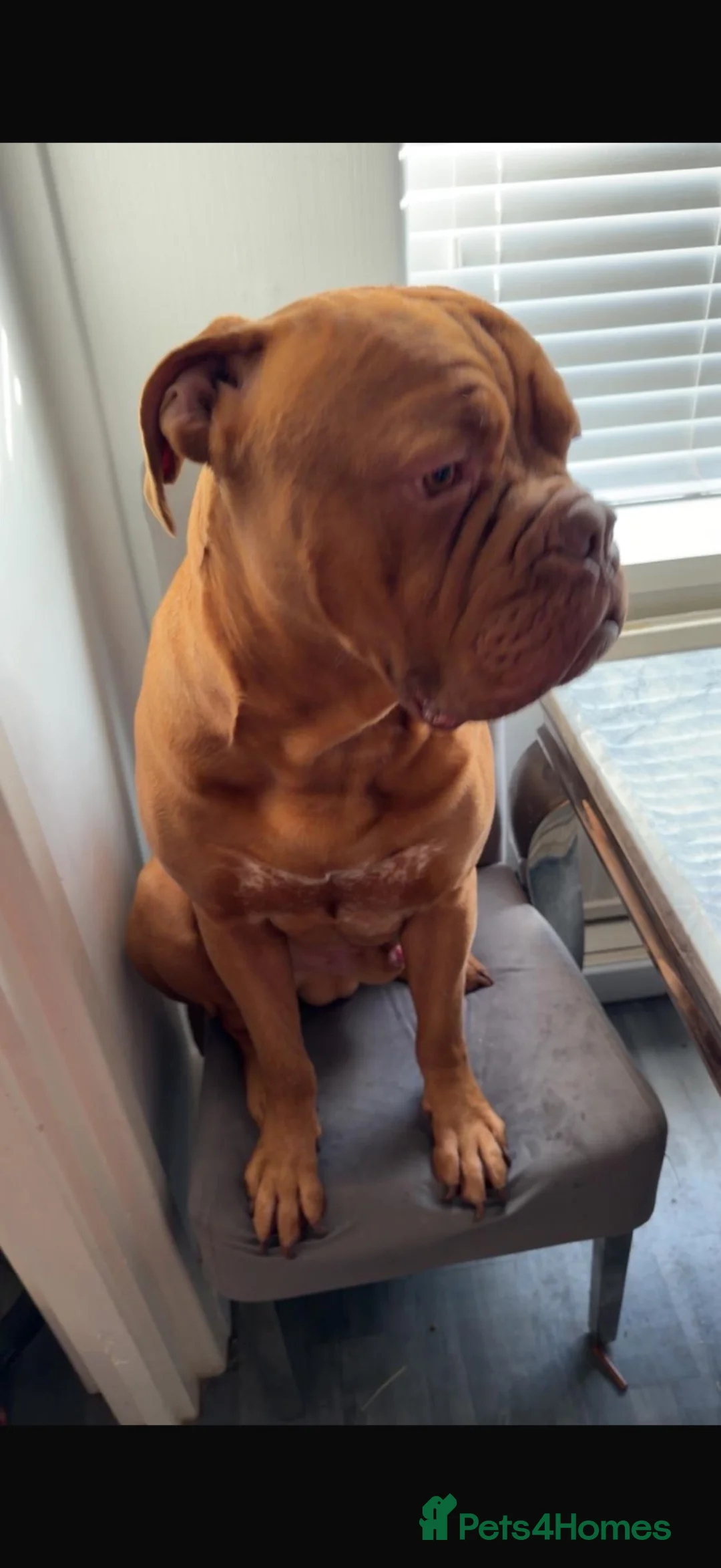 Dogue De Bordeaux dogs for sale: 2 Year Old DogueDeBordeaux  in Prescot - Advert 6