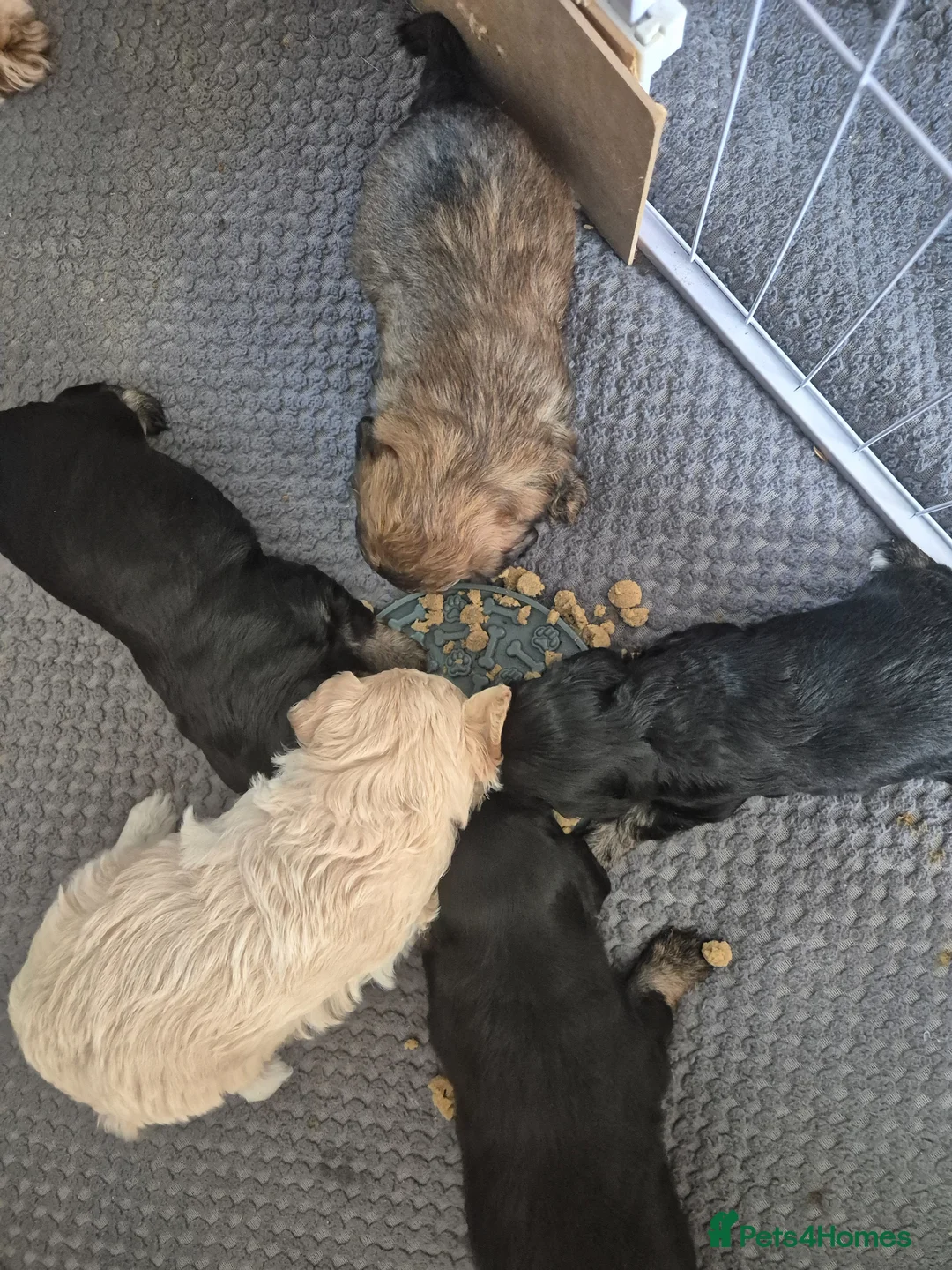 Mixed Breed dogs for sale: Extremely cute cockapomapoo puppys - Advert 2