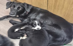 Border Collie dogs for sale: LAST BEAUTIFUL BORDER COLLIE - Image 3