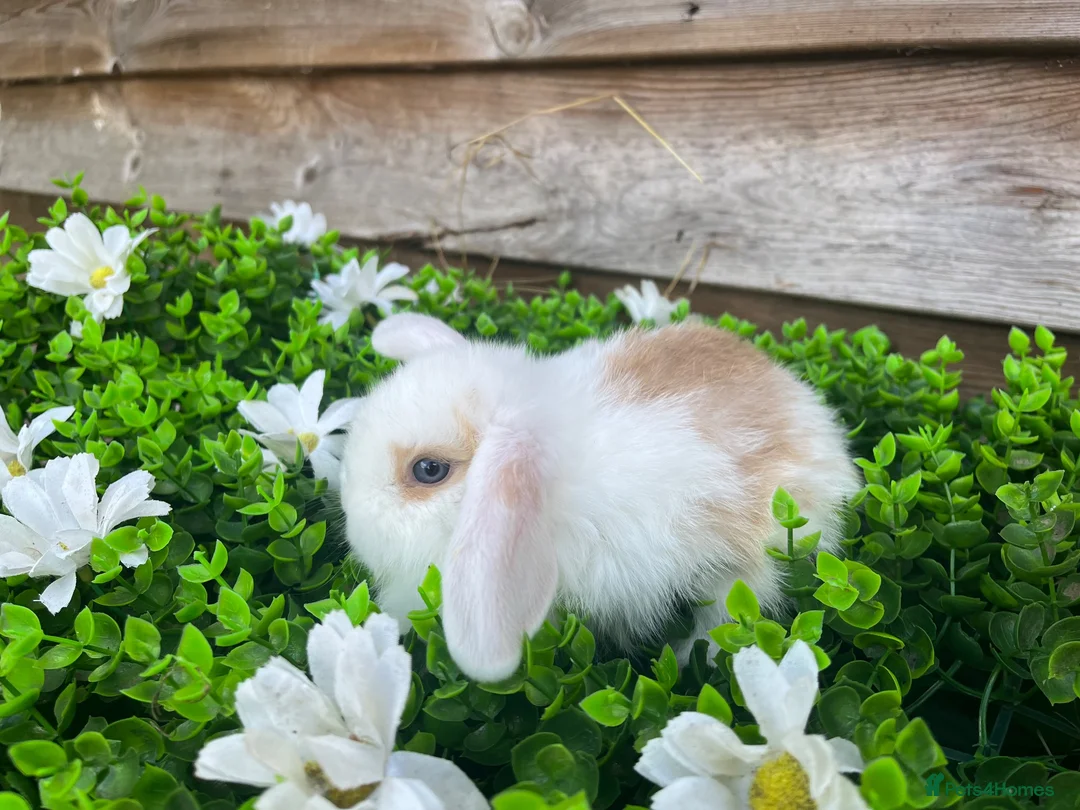 Mini Lion Lop rabbits for sale: Gorgeous Mini lion lops  - Advert 2