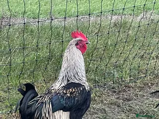 Chickens poultry Mixture of hens and cockerels - Advert 17