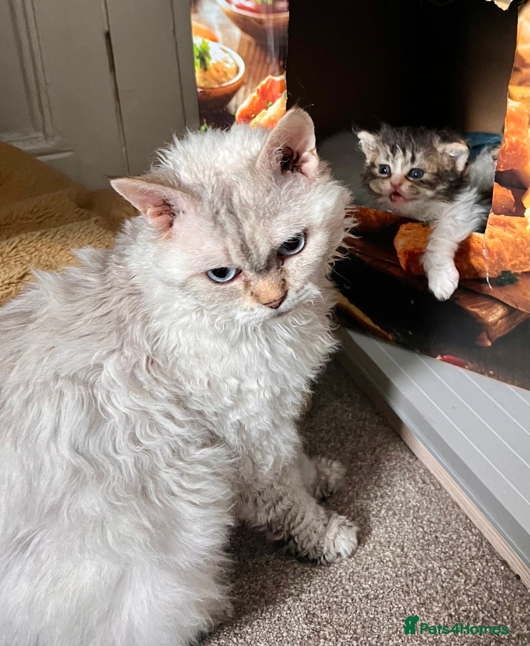 Selkirk Rex cats for sale: Stunning Selkirk rex kittens - Advert 27