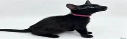 Egyptian Mau cats for sale: TICA reg Werewolf Silver EgyptianMAU x Snow Bengal - Advert 12