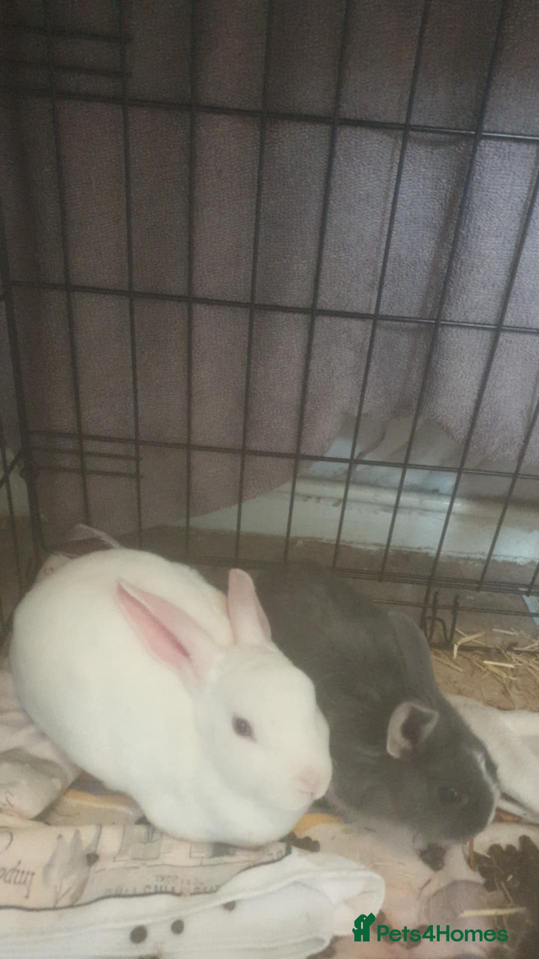 Rex rabbits for sale: Rew mini rex girl and dwarf/lionhead girl - Advert 1