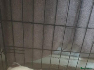 Rex rabbits Rew mini rex girl and dwarf/lionhead girl - Advert 1