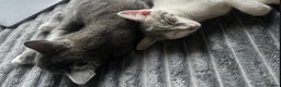 Mixed Breed cats for sale: Russian Blue Tabby mixed kitten boy in Exeter - Advert 5