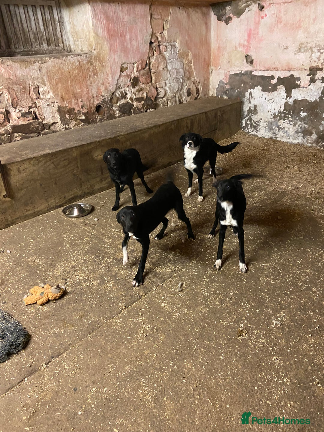 Mixed Breed dogs for sale: Collie x Huntaway pups - Advert 1