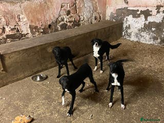 Mixed Breed dogs Collie x Huntaway pups - Advert 5