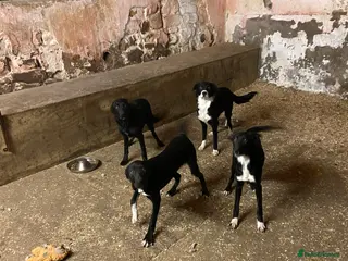 Mixed Breed dogs Collie x Huntaway pups - Advert 8