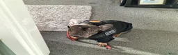 French Bulldog dogs for sale: Blue & Tan french bulldog - Advert 1