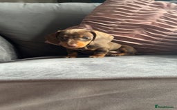 Miniature Dachshund dogs for sale: 5 gorgeous mini dachshund puppies - Image 7
