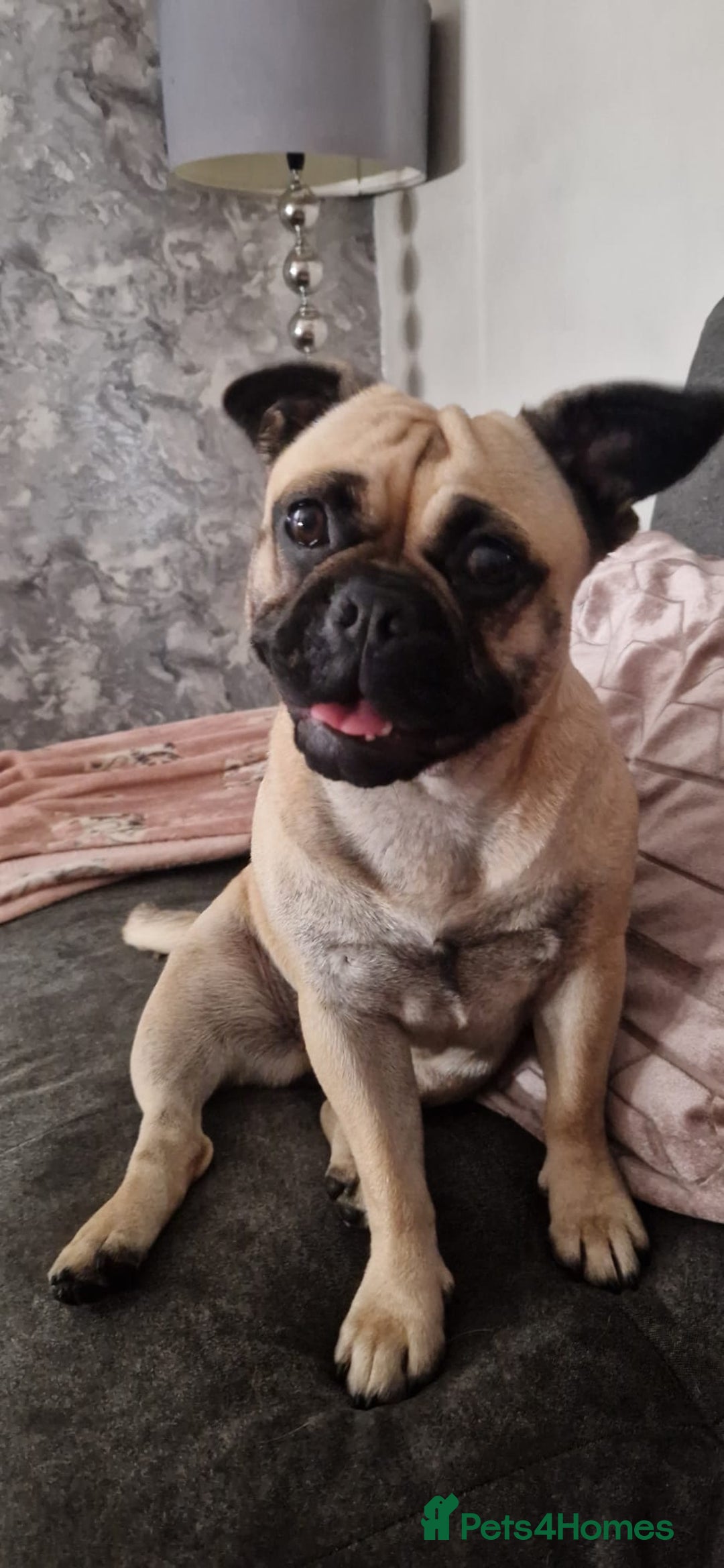 Frug dogs for sale: 6 beautiful frug puppies.  - Image 2
