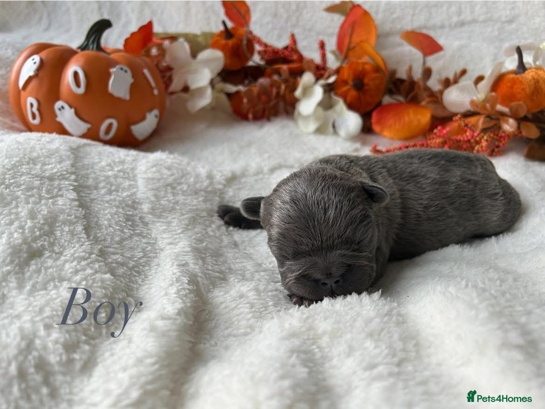 French Bulldog dogs for sale: Frenchie pups KC Registered  - Image 5