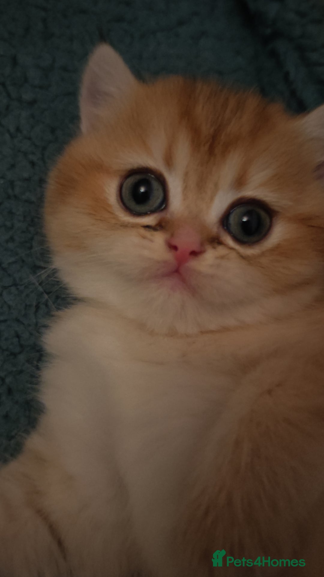 British Shorthair cats for sale: Stunning cute BSH golden black kitten female - Image 1
