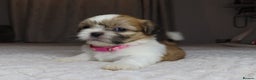 Shih Tzu dogs for sale: Beautiful Shih Tzu puppies  - Advert 3