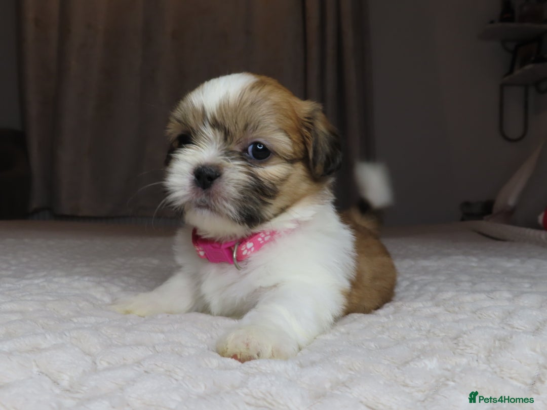 Shih Tzu dogs for sale: Beautiful Shih Tzu puppies  - Advert 3