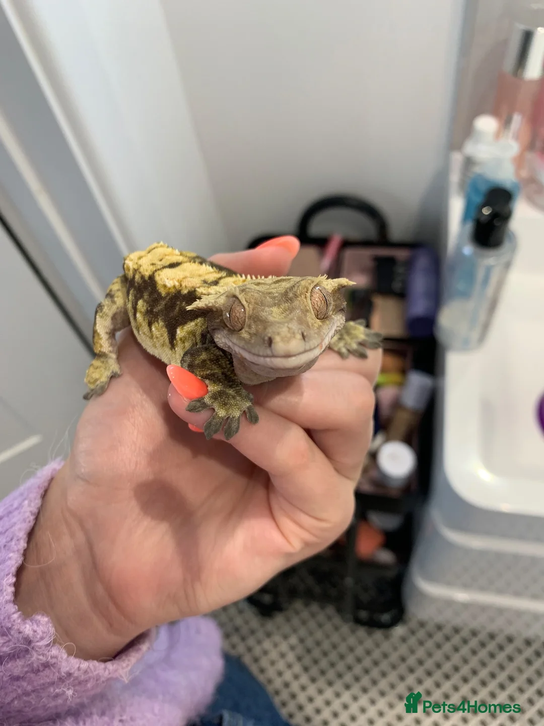 Gecko reptiles for sale: Male crested gecko  in Hertford - Advert 5