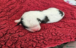 Shihpoo dogs for sale: Shihpoo puppies in Devon ... we've arrived!  - Image 15