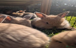 Mixed Breed rabbits for sale: Beautiful lion lop cross bunnies - Image 4