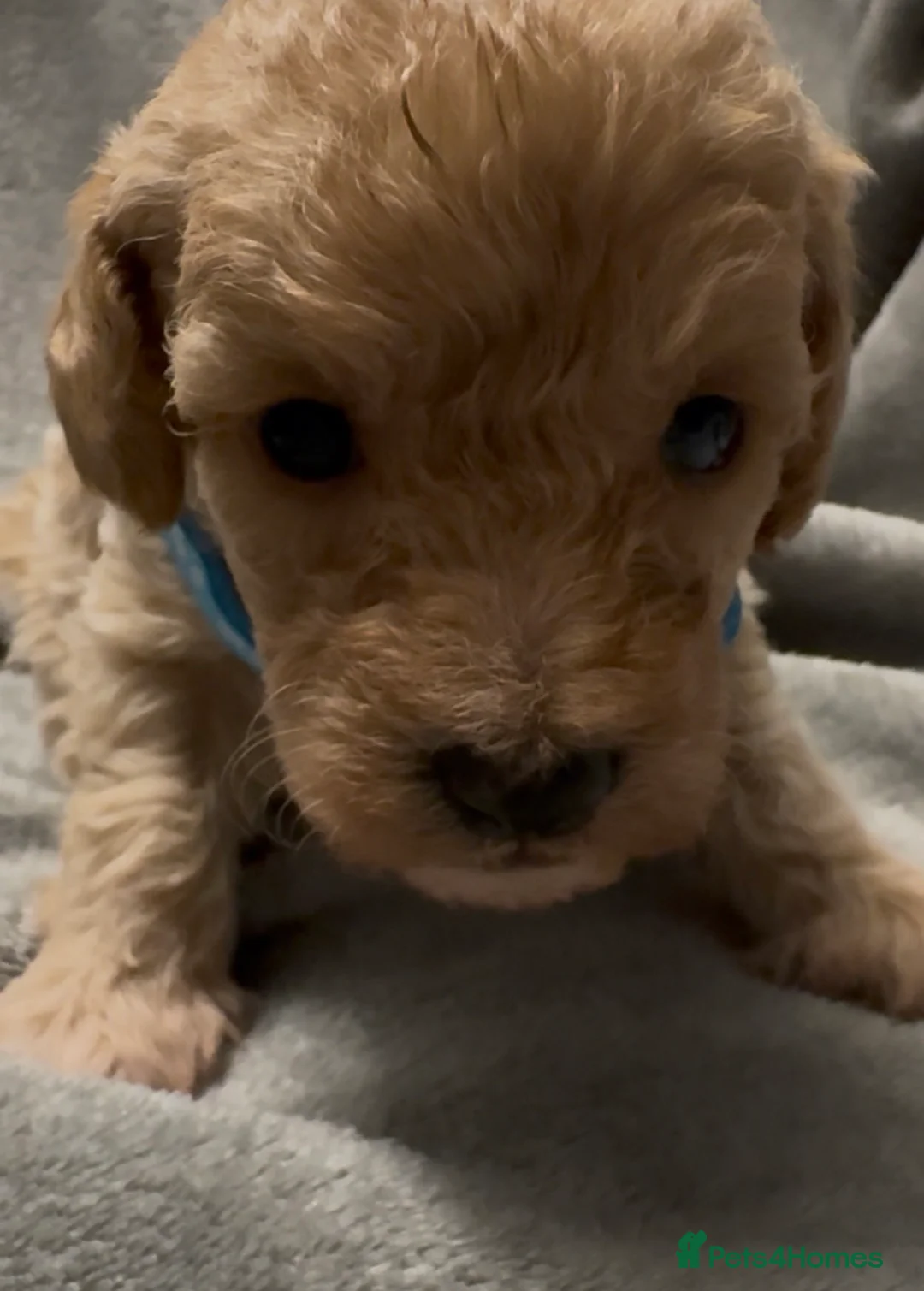 Mixed Breed dogs for sale: Poochon: 87.5% (and 12.5% jack russell) - Advert 3