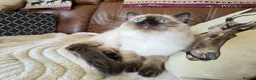Ragdoll cats for sale: Fully Vaccinated, Microchipped, Insured Ready Now  - Advert 27