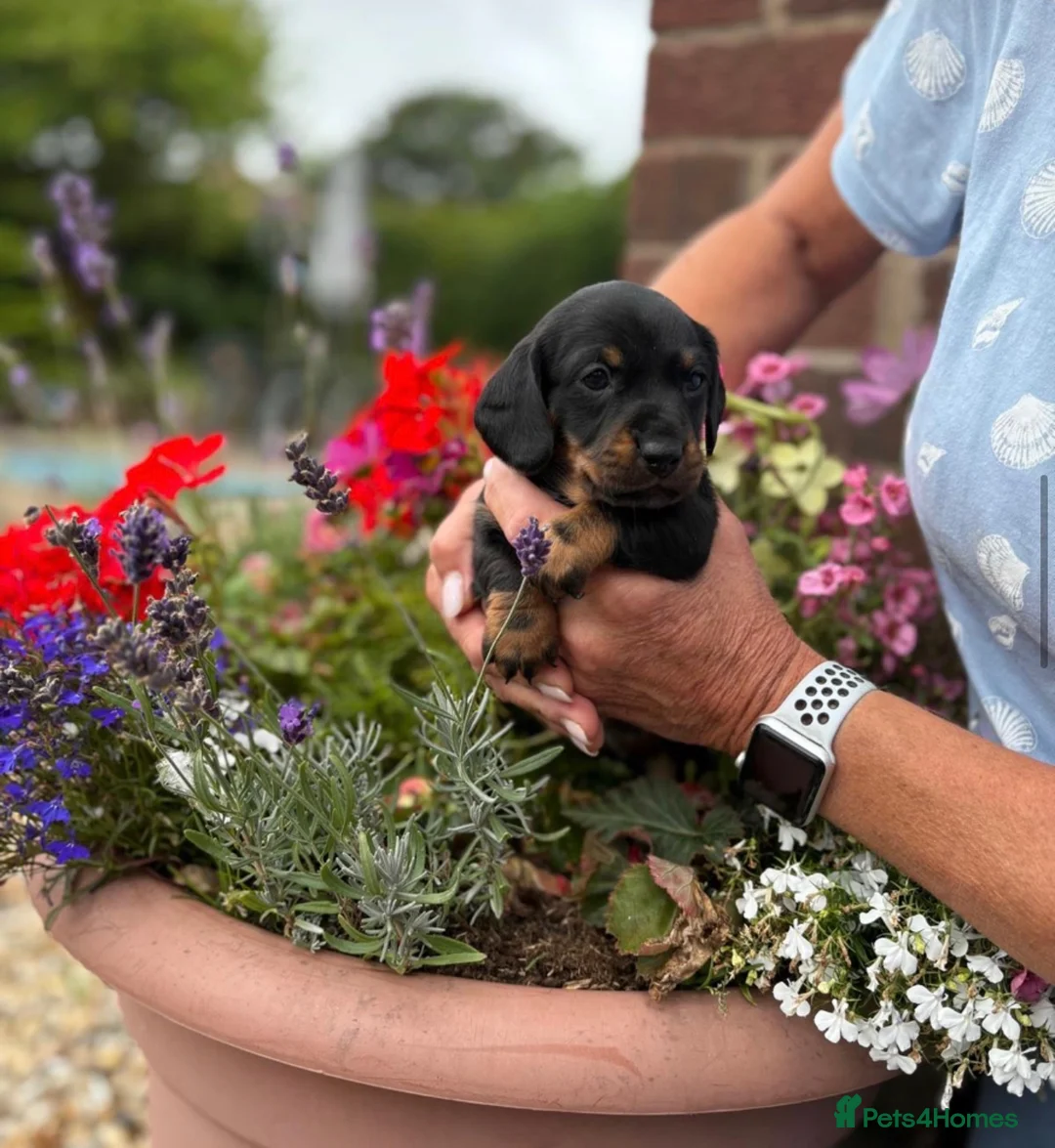 Miniature Dachshund dogs for sale: Beautiful Dachshund Pups  - Advert 8