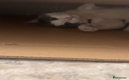 Domestic Shorthair cats for sale: One kitten and one cat (not related  - Image 5