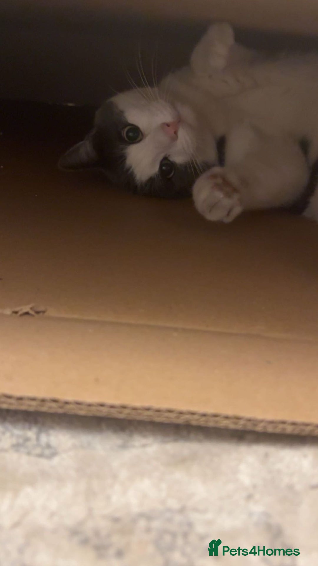 Domestic Shorthair cats for sale: One kitten and one cat (not related  - Image 5