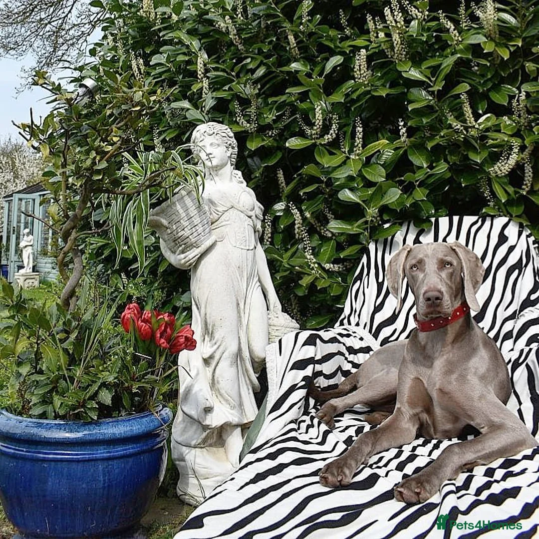 Weimaraner dogs for stud: 🔥super stud🔥Hipscored🔥KC reg in Woodbridge - Advert 38